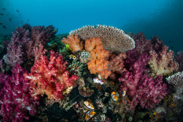 A variety of colorful corals thrive on a vibrant reef in Raja Ampat, Indonesia. This magnificent region harbors spectacular marine biodiversity and is a popular destination for divers and snorkelers.