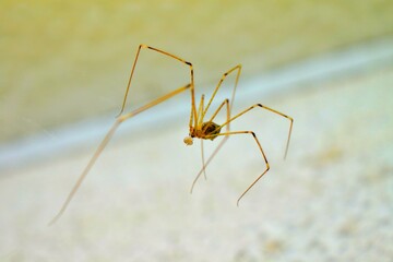 araña