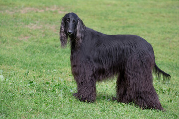 Cute black afghan hound is standing on a green grass in the autumn park. Pet animals. Five years old.