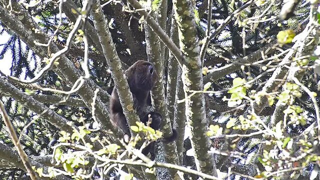 Bugio macho vocalizando sobre &aacute;rvore - Alouatta clamitans