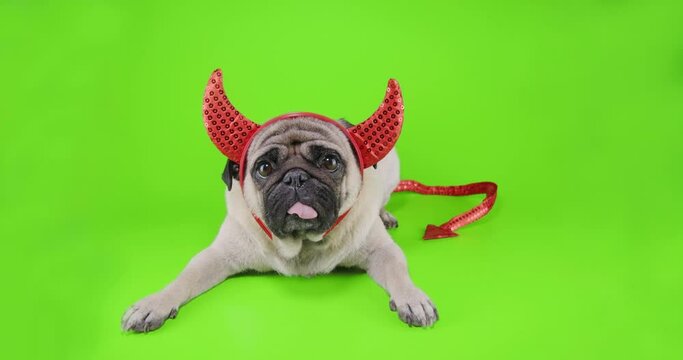Devil dog. Cute pug dog lying with devil hat. Wearing devil horns and tail. Carnival evil costume, halloween suit. Green screen. Funny halloween concept