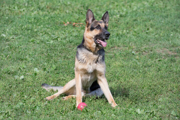 Cute german shepherd dog puppy is sitting on a green grass in the summer park. Pet animals.