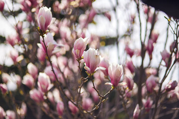 Blooming magnolia tree with large pink flowers in a botanical garden. Natural background concept.