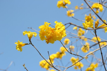Beautiful and cute golden trumpet-tree flowers against blue sky, wallpaper background
