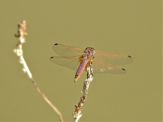 Libellule