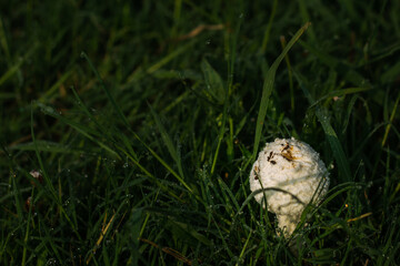 One small white isolated mushroom in grass