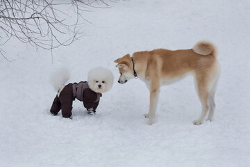Cute akita inu puppy and bichon frise puppy in pet clothing are standing on a white snow in the winter park. Pet animals.