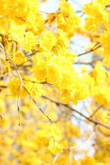 Close up of beautiful golden trumpet tree flowers, wallpaper background, soft focus