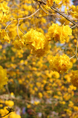 Close up of beautiful golden trumpet tree flower wallpaper background, soft focus