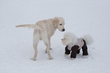 Cute labrador retriever puppy and bichon frise puppy in pet clothing are standing on a white snow in the winter park. Pet animals.