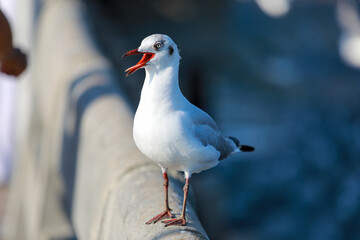 seagull on the beach