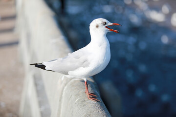 seagull on the beach