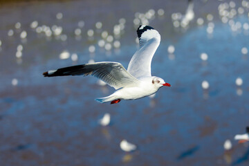 seagull in flight