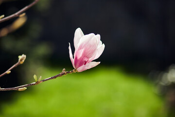 Blooming magnolia tree with large pink flowers in a botanical garden. Natural background concept.