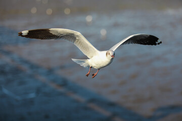seagull on the beach