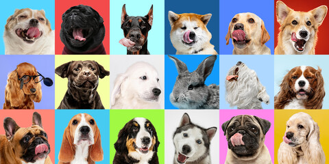 Happiness. Young dogs, pets collage. Cute doggies or pets are looking happy isolated on...