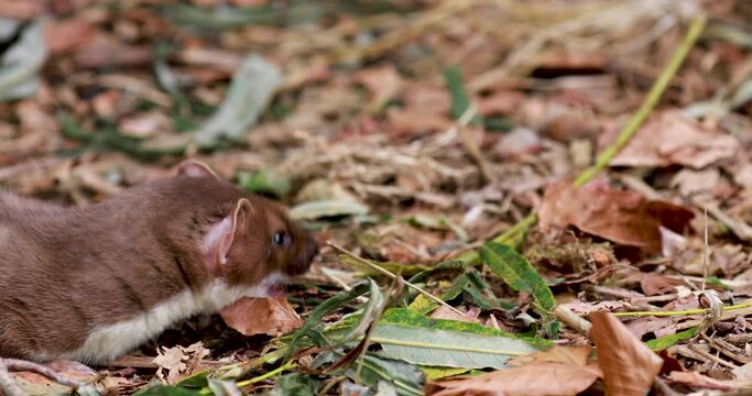 weasel, Mustela, close up to mid shots of it moving fast amongst leaves and rocks looking for food.
