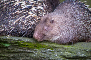 気持ちよさそうに寄り添って寝ているヤマアラシ