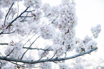 枝にたわわに咲いている桜