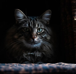 A beautiful Maine Coon cat showing sharp facial details as he proudly lounges. Blacks, browns and greys with bright eyes © Randy