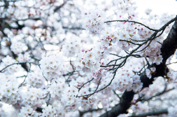 枝にたわわに咲いている桜
