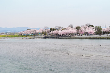 春の鴨川と桜