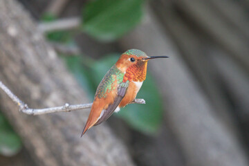 Original wildlife close up photograph of a red throated hummingbird resting on a tiny branch in the garden © Janice