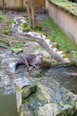 長崎バイオパークのカワウソ