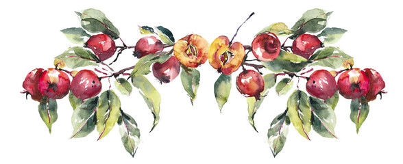 Vignette from red apples. Fall composition. Watercolor hand drawn illustration