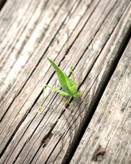 Leaf Bug on a Fence