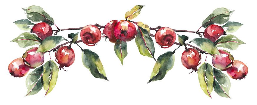 Vignette from red apples. Fall composition. Watercolor hand drawn illustration