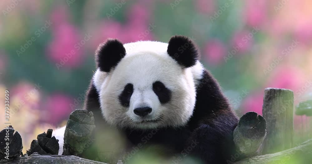 Canvas Prints panda is resting in a very colorful atmosphere