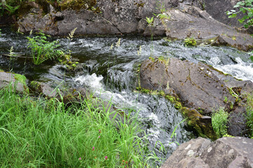 Tender grass, mountain clover and mountain stream flowing into Kivach waterfall