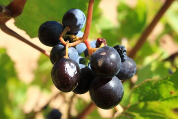 Ripe red wine grapes on vineyard in the outskirts of Athens in Attica, Greece.