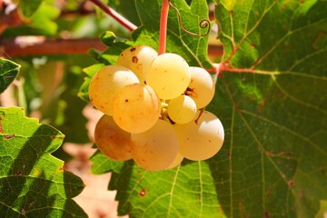 Ripe white wine grapes on vineyard in the outskirts of Athens in Attica, Greece.