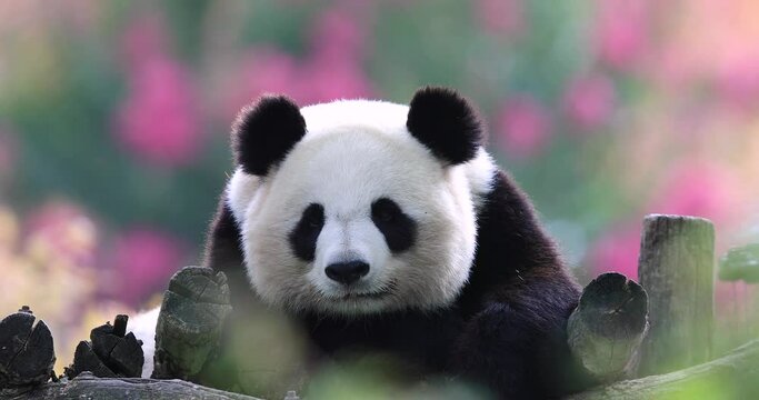 Panda is resting in a very colorful atmosphere