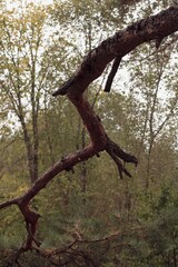 Fototapeta na wymiar zigzag tree branch