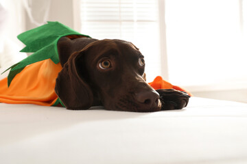 Adorable German Shorthaired Pointer dog dressed as pumpkin indoors. Halloween costume for pet