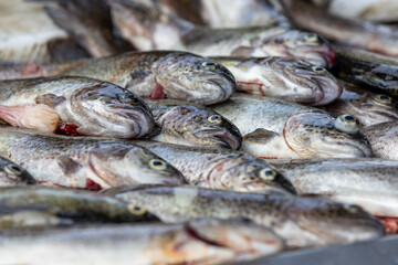 fresh fish arranged for fish market sale