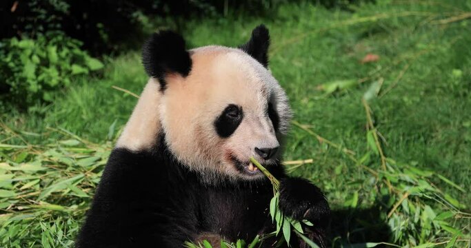 Panda eats bamboo in the forest