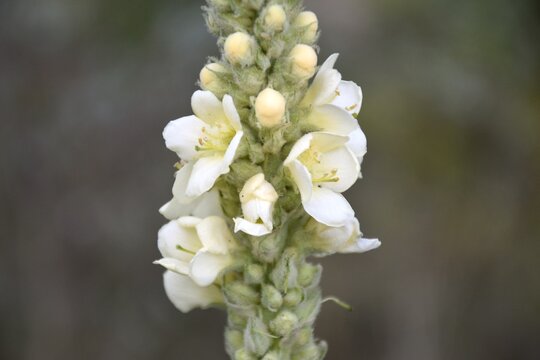 Flower stem of White mullein (Verbascum lychnitis).