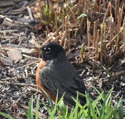 The American Robin