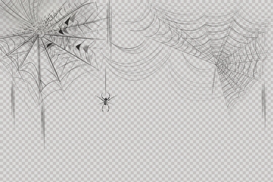 A set of hanging spider webs of different shapes.Scary spiderweb of halloween symbol. Realistic  silhouette.Vector illustration.