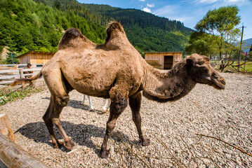 brown camel in the park on a background of forests and mountains.