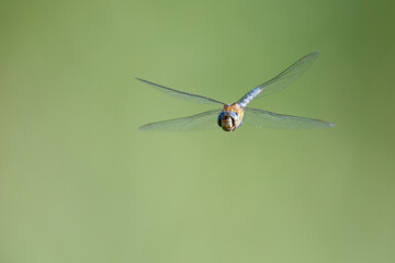 A migrant hawker (Aeshna mixta) floating in mid air in front of a natural background.