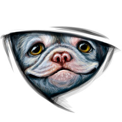 Bulldog puppy. Colored, realistic watercolor portrait of a happy puppy looking out from under the blanket. Design for printing on textiles. Separate layers.