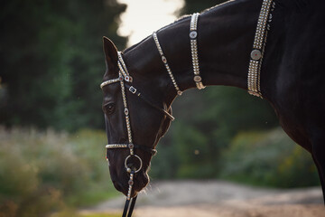 portrait of beautiful black akhal-teke horse with white line on forehead with turkmen bridle and...