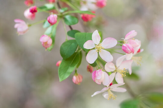 Original botanical close up photograph of soft pink Apple Blossoms blooming a a tree branch in the garden