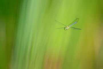 A migrant hawker (Aeshna mixta) floating in mid air in front of a natural background.