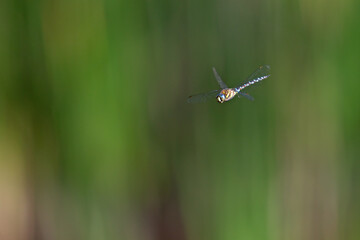 A migrant hawker (Aeshna mixta) floating in mid air in front of a natural background.